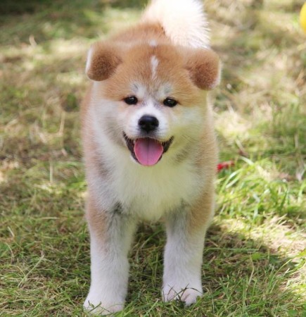 Akita Welpen - Akita Welpen Zucht Bayern Akita Inu Welpen Zucht Bayern