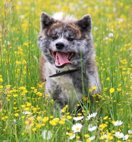 Akita Welpen - Akita Welpen Zucht Bayern Akita Inu Welpen Zucht Bayern