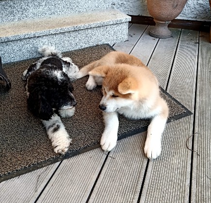 Akita Welpen - Akita Welpen Zucht Bayern Akita Inu Welpen Zucht Bayern
