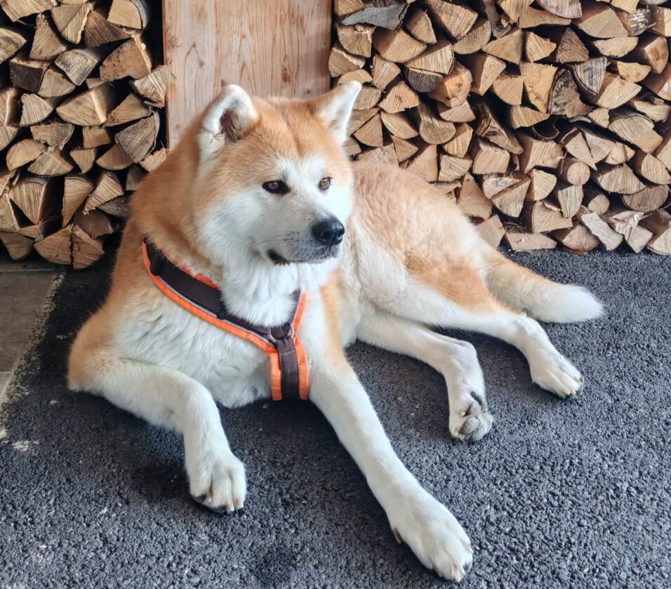 Akita Inu Welpen, Züchter Bayern