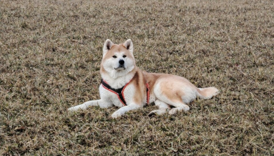 Akita Inu Welpen, Züchter Bayern