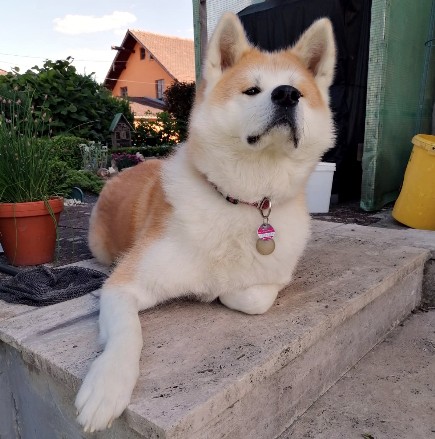 Akita Welpen - Akita Welpen Zucht Bayern Akita Inu Welpen Zucht Bayern