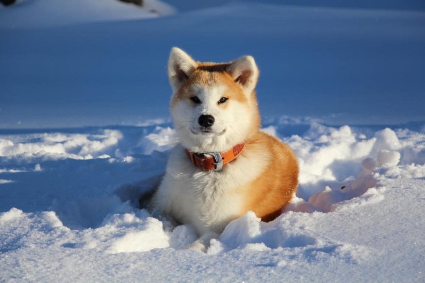 Akita Welpen Akita Inu Welpen Zucht Chikyu Kara No Risu