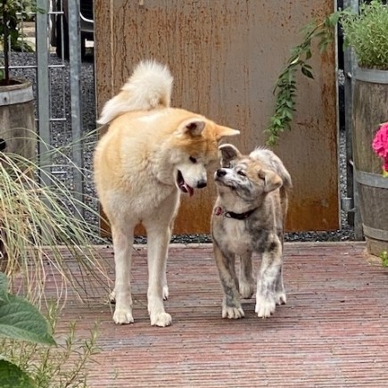 Akita Welpen - Akita Welpen Zucht Bayern Akita Inu Welpen Zucht Bayern