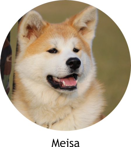 Akita in Memoriam - Aki