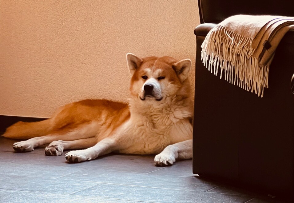 Akita Inu Welpen, Züchter Bayern