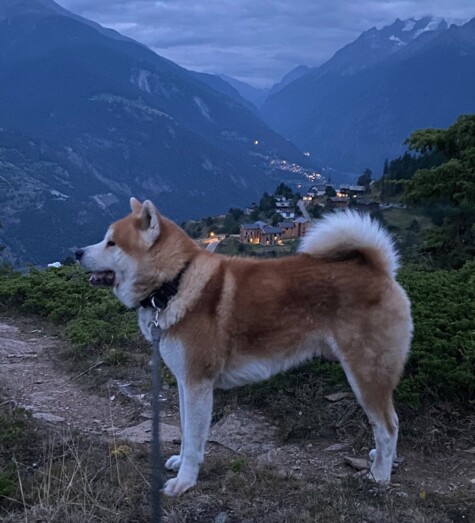 Akita Inu Welpen Zucht Bayern